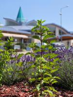 Vonkajšia záhrada v ubytovaní Harmónia Hotel Sárvár