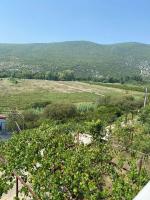 a view of a field of vines at Apartment Angelina 