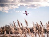 a kite flying in the sky over a field at Maison au bord de mer in Saintes-Maries-de-la-Mer