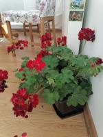 a potted plant with red flowers on a wooden floor at Flowers Apartment Tuzla in Tuzla