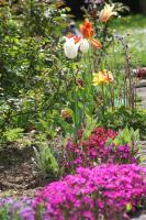 a garden filled with colorful flowers and plants at La Maison des Chats in Saint-Mary-le-Plain