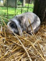 a baby rabbit laying on hay in a cage at Le Perchoir Gîte de charme dans château in Brix