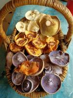 a group of mushrooms in a basket on a table at Chez Pierrette et Eugène Prix nuitée&#47;10 personne in Le Lautaret