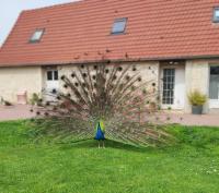 Ogród w obiekcie La Ferme de Frévan