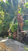 A garden outside Istron Avra