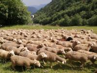 a large herd of sheep grazing in a field at petit nid montagnard in Rousset