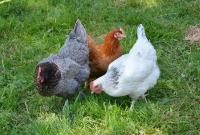 two chickens standing next to each other in the grass at Naéco Erdeven in Erdeven