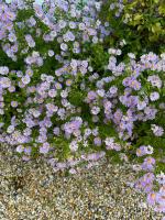 a bunch of purple flowers in a garden at Maison de 3 chambres avec vue sur la mer jardin clos et wifi a Regneville sur Mer a 2 km de la plage in Regnéville-sur-Mer