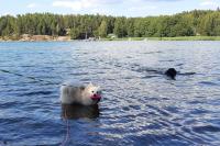 a white dog on a leash in the water at Cozy Beach Cabin - close to city center in Pargas