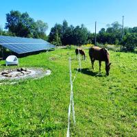 Zvieratá na farme alebo blízkom okolí