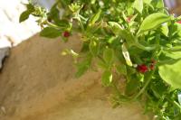 Vonkajšia záhrada v ubytovaní Agriturismo Casa del Peperoncino