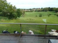 a group of cows laying on the grass in a field at The Lodge in Bilzen