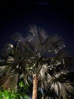 a palm tree at night with the sky in the background at Appartement Coeur de Papillon in Baie-Mahault