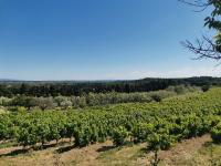 a view of a vineyard from the hill at Mas du Tilleul in Beaumes-de-Venise