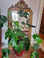 a plant in a red vase in front of a mirror at Le Bohème in Sigean