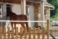 a brown horse standing in front of a house at Chambre d&#39;Hotes Lamanon, avec ou sans petit déjeuner - Domaine Les Peupliers - in Lagnes