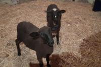 two baby lambs are standing in the hay at Chambre d&#39;Hotes Lamanon, avec ou sans petit déjeuner - Domaine Les Peupliers - in Lagnes
