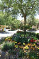 a garden of flowers in a park with a tree at Mobile home 5-pers Camping Leï Suves-Côtes d&#39;Azur-including airco in Roquebrune-sur-Argens