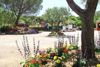 a bunch of flowers in a park with trees at Mobile home 5-pers Camping Leï Suves-Côtes d&#39;Azur-including airco in Roquebrune-sur-Argens