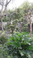 a garden with lots of green plants and trees at Les Balcons sur la Loire in Chalonnes-sur-Loire