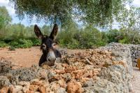 Zvieratá na farme alebo blízkom okolí