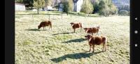 a group of brown cows grazing in a field at Gîte de la Ferme de la Comté in Le Thillot