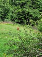 a brown bear laying in a field of grass at Gîte de la Ferme de la Comté in Le Thillot