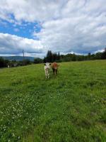 a cow standing in a field of green grass at Gîte de la Ferme de la Comté in Le Thillot