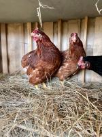 Zvieratá na farme alebo blízkom okolí