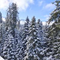 Borovets Dream Studio v zimě