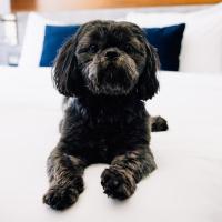 宿泊客と一緒にAC Hotel by Marriott Denver Downtownに滞在中のペット