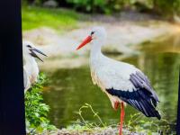 two birds standing next to a body of water at MOBIL HOME Clim BOOFZHEIM 6 PERSONNES 3 CHAMBRES LE RIED 3 ETOILES PROCHE EUROPA PARK in Boofzheim