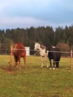 Zvieratá na farme alebo blízkom okolí