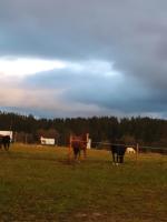 Zvieratá na farme alebo blízkom okolí