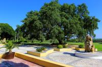 a large tree in the middle of a park at Hotel Hacienda Montenmedio in Vejer de la Frontera