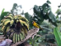 a bird sitting on top of a bunch of bananas at Valdivia Homes -Príncipe in Santo António