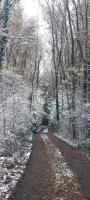 a snow covered path in a forest with trees at &#39;T boshuisje in Opglabbeek