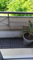 a plant in a pot sitting on a balcony at T2 de 42m² A proximité de la gare à 30min de PARIS in Mantes-la-Jolie