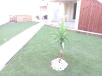 a palm tree in the middle of a yard at Gîte Riad 4 personnes in Narbonne