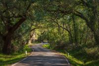 a long road with trees on both sides at La Almoraima Hotel in Castellar de la Frontera