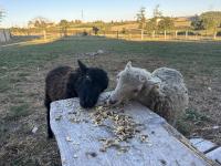 two sheep eating food off of a wooden table at Gite du Moulin in Saint-Laurent-dʼAndenay