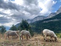 three sheep grazing in a field near a fence at La coccinelle in Noyarey