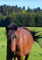 un caballo marrón corriendo en un campo con su cola en Room lover Les Chaizes, en Saint-Romain-Lachalm