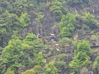 een groep dieren op de zijkant van een berg bij Fairy Mountain Retreat in Ninh Binh