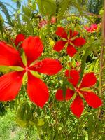 a group of red flowers in a garden at Le Cocoon Lodge du Gapeau &amp; Massage in Solliès-Pont