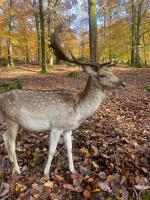 a deer with horns standing in the woods at Morvan La Pastourelle in Quarré-les-Tombes