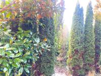 a row of bushes and trees in a garden at La Domus Lemaitre 1, plain-pied, Wifi , TV, parking, jardin 