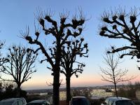 a group of trees with birds perched on them at Location saisonnière Angoulême in Angoulême