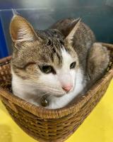 a cat is sitting in a basket at Follow Me designed B&amp;B in Dongshan