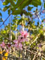 a cluster of pink flowers on a tree branch at Zhong Ming Ju Taoyi Fang in Fanlu